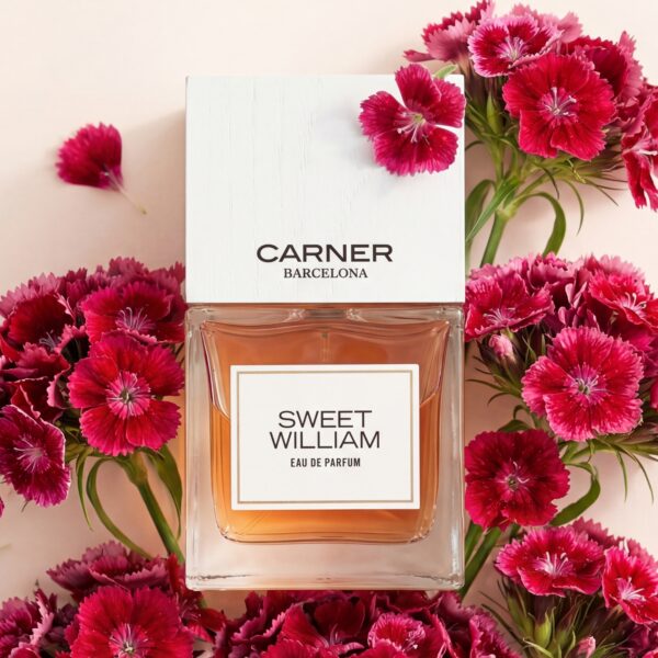 42 Carnar Barcelona Sweet William